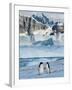 Adelie Penguins, Western Antarctic Peninsula, Antarctica-Steve Kazlowski-Framed Photographic Print