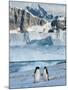 Adelie Penguins, Western Antarctic Peninsula, Antarctica-Steve Kazlowski-Mounted Photographic Print