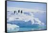 Adelie Penguins-DLILLC-Framed Stretched Canvas