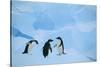 Adelie Penguins-DLILLC-Stretched Canvas