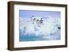 Adelie Penguins-DLILLC-Framed Photographic Print