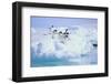 Adelie Penguins-DLILLC-Framed Photographic Print