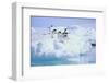 Adelie Penguins-DLILLC-Framed Photographic Print