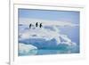 Adelie Penguins-DLILLC-Framed Photographic Print