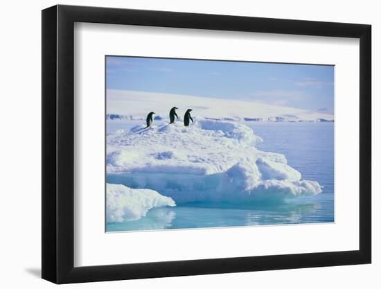 Adelie Penguins-DLILLC-Framed Photographic Print