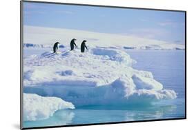 Adelie Penguins-DLILLC-Mounted Photographic Print