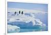 Adelie Penguins-DLILLC-Framed Photographic Print