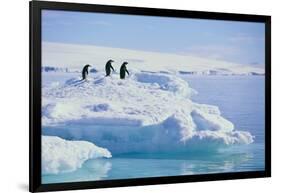 Adelie Penguins-DLILLC-Framed Photographic Print