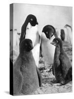 Adelie Penguins-null-Stretched Canvas