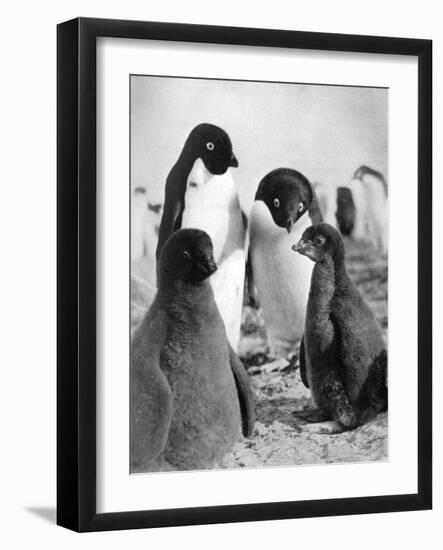 Adelie Penguins-null-Framed Art Print