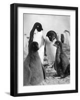 Adelie Penguins-null-Framed Art Print