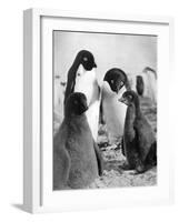 Adelie Penguins-null-Framed Art Print