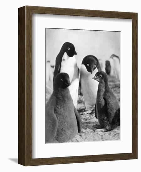 Adelie Penguins-null-Framed Art Print