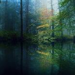 The Forest-Adelino Gon?alves-Framed Photographic Print