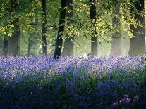 Last of The Bluebells-Adelino Gonçalves-Photographic Print