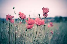 Pink Tulips-Adelino Gonçalves-Photographic Print