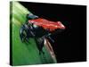 Adelphobates Galactonotus (Splash-Backed Poison Frog)-Paul Starosta-Stretched Canvas