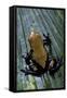 Adelphobates Galactonotus (Splash-Backed Poison Frog)-Paul Starosta-Framed Stretched Canvas