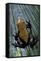 Adelphobates Galactonotus (Splash-Backed Poison Frog)-Paul Starosta-Framed Stretched Canvas