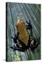Adelphobates Galactonotus (Splash-Backed Poison Frog)-Paul Starosta-Stretched Canvas