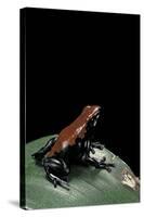 Adelphobates Galactonotus (Splash-Backed Poison Frog)-Paul Starosta-Stretched Canvas