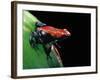 Adelphobates Galactonotus (Splash-Backed Poison Frog)-Paul Starosta-Framed Photographic Print