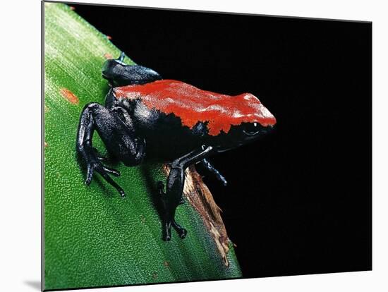 Adelphobates Galactonotus (Splash-Backed Poison Frog)-Paul Starosta-Mounted Photographic Print