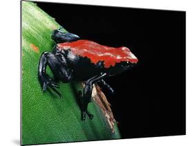 Adelphobates Galactonotus (Splash-Backed Poison Frog)-Paul Starosta-Mounted Photographic Print