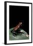 Adelphobates Galactonotus (Splash-Backed Poison Frog)-Paul Starosta-Framed Photographic Print