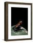 Adelphobates Galactonotus (Splash-Backed Poison Frog)-Paul Starosta-Framed Photographic Print