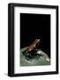 Adelphobates Galactonotus (Splash-Backed Poison Frog)-Paul Starosta-Framed Photographic Print