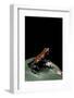 Adelphobates Galactonotus (Splash-Backed Poison Frog)-Paul Starosta-Framed Photographic Print