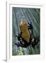 Adelphobates Galactonotus (Splash-Backed Poison Frog)-Paul Starosta-Framed Photographic Print