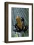 Adelphobates Galactonotus (Splash-Backed Poison Frog)-Paul Starosta-Framed Photographic Print