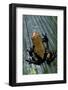 Adelphobates Galactonotus (Splash-Backed Poison Frog)-Paul Starosta-Framed Photographic Print