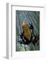 Adelphobates Galactonotus (Splash-Backed Poison Frog)-Paul Starosta-Framed Photographic Print