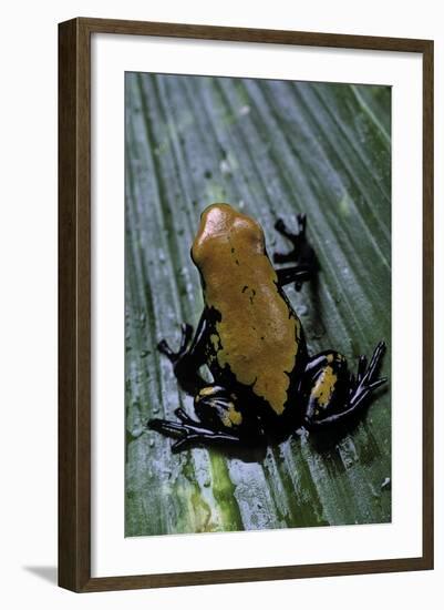 Adelphobates Galactonotus (Splash-Backed Poison Frog)-Paul Starosta-Framed Photographic Print