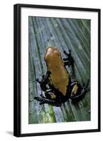 Adelphobates Galactonotus (Splash-Backed Poison Frog)-Paul Starosta-Framed Photographic Print