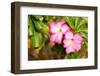 Adenium Obesum (Desert Rose; Impala Lily; Mock Azalea)-Lekchangply-Framed Photographic Print