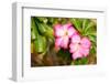 Adenium Obesum (Desert Rose; Impala Lily; Mock Azalea)-Lekchangply-Framed Photographic Print