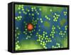 Adeno-associated Virus, TEM-Dr. Linda Stannard-Framed Stretched Canvas