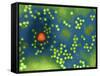 Adeno-associated Virus, TEM-Dr. Linda Stannard-Framed Stretched Canvas