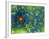 Adeno-associated Virus, TEM-Dr. Linda Stannard-Framed Photographic Print