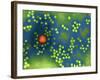 Adeno-associated Virus, TEM-Dr. Linda Stannard-Framed Photographic Print