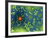 Adeno-associated Virus, TEM-Dr. Linda Stannard-Framed Photographic Print