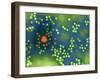 Adeno-associated Virus, TEM-Dr. Linda Stannard-Framed Photographic Print
