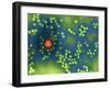 Adeno-associated Virus, TEM-Dr. Linda Stannard-Framed Photographic Print