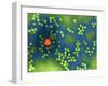 Adeno-associated Virus, TEM-Dr. Linda Stannard-Framed Photographic Print