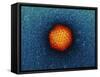 Adenovirus Particle, TEM-Dr. Klaus Boller-Framed Stretched Canvas