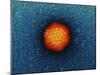 Adenovirus Particle, TEM-Dr. Klaus Boller-Mounted Premium Photographic Print